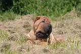 SHAR-PEI 837